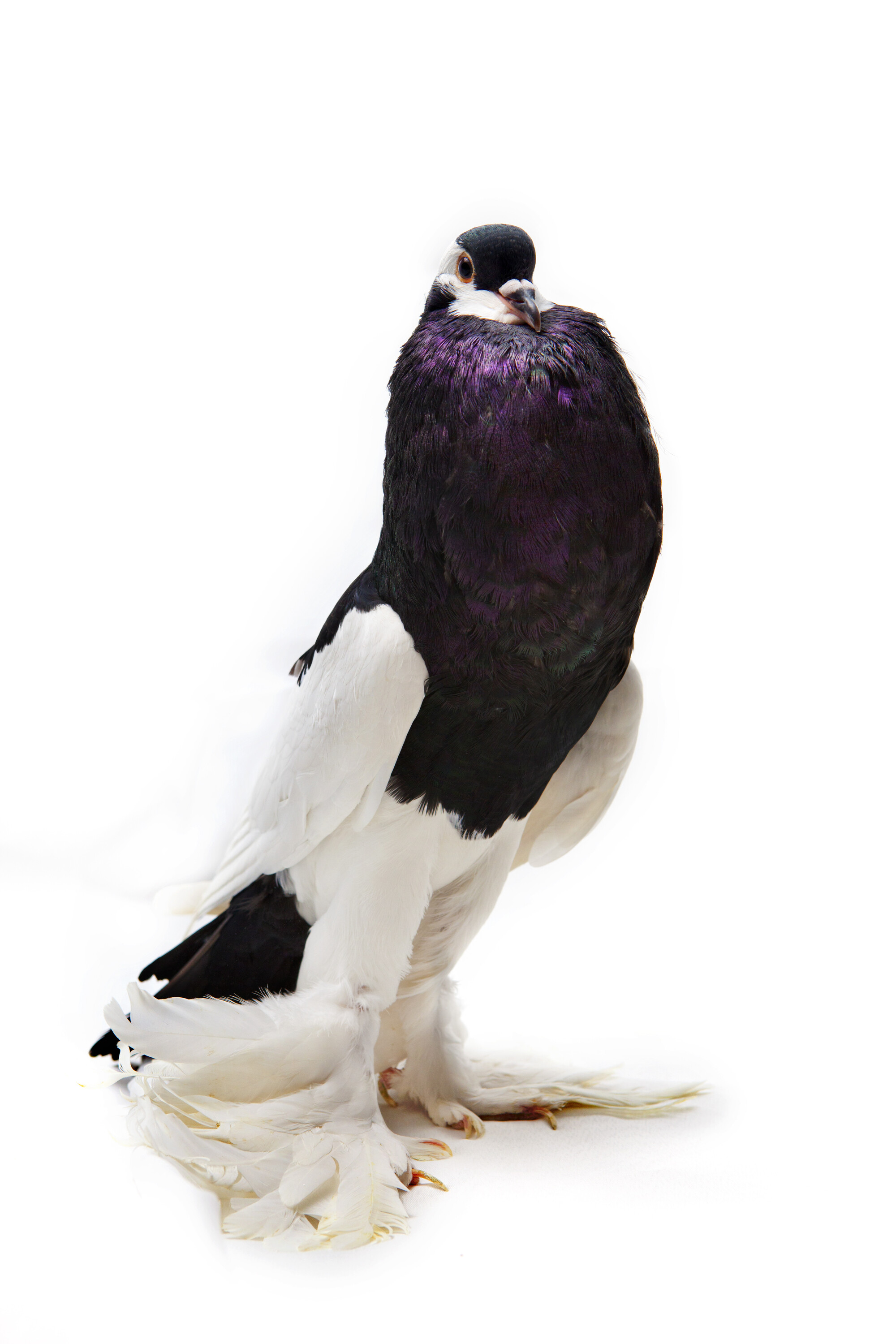 Fancy Pigeon: English Pouter - English Pouters are a very old breed and are known and recorded from the 1730s.