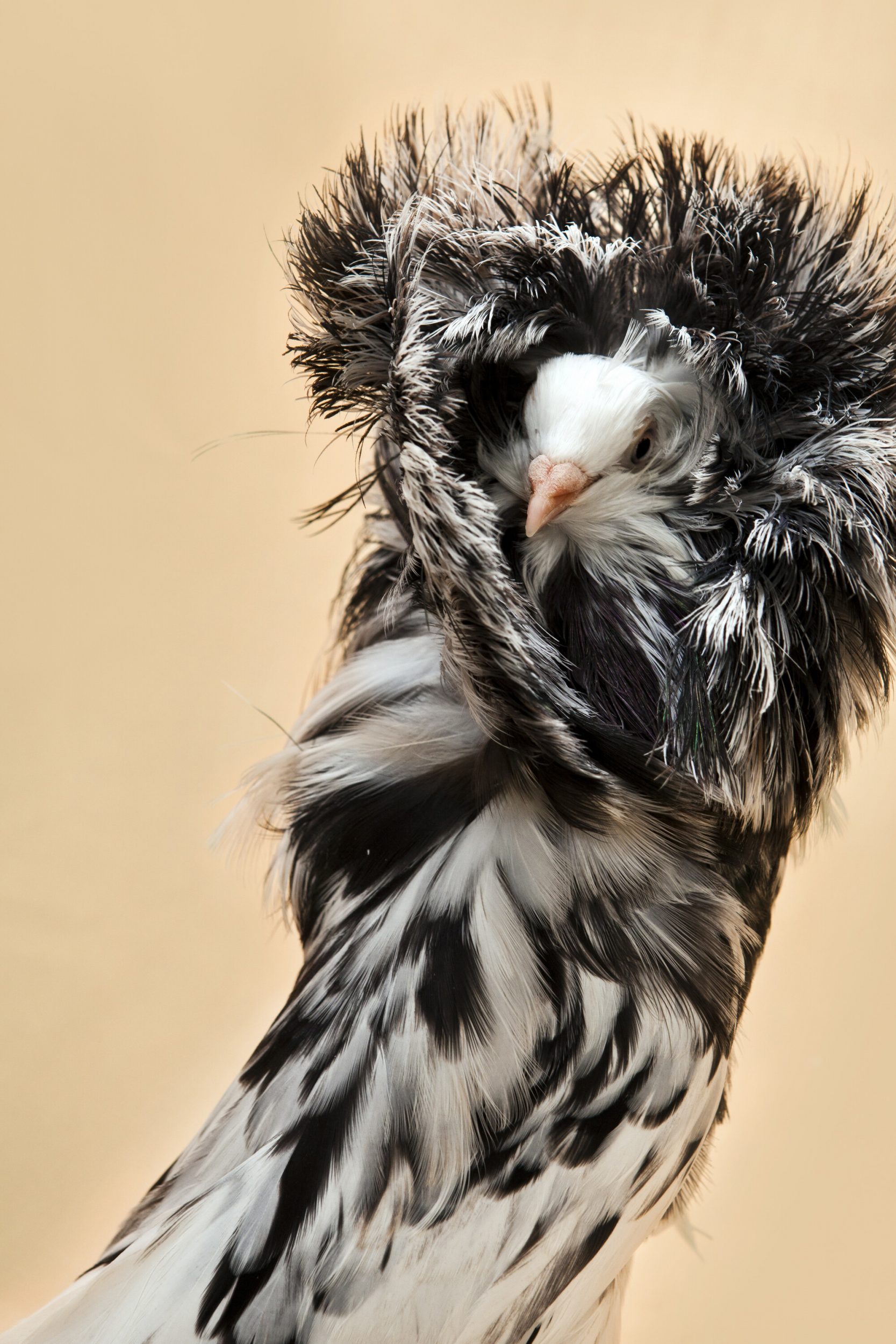 The Jacobin Pigeon, named after the Jacobin order of monks, is known for its feathered hood over its head. It has been bred with a hood so large that it can interfere with mating and they often require foster parents to raise their young.