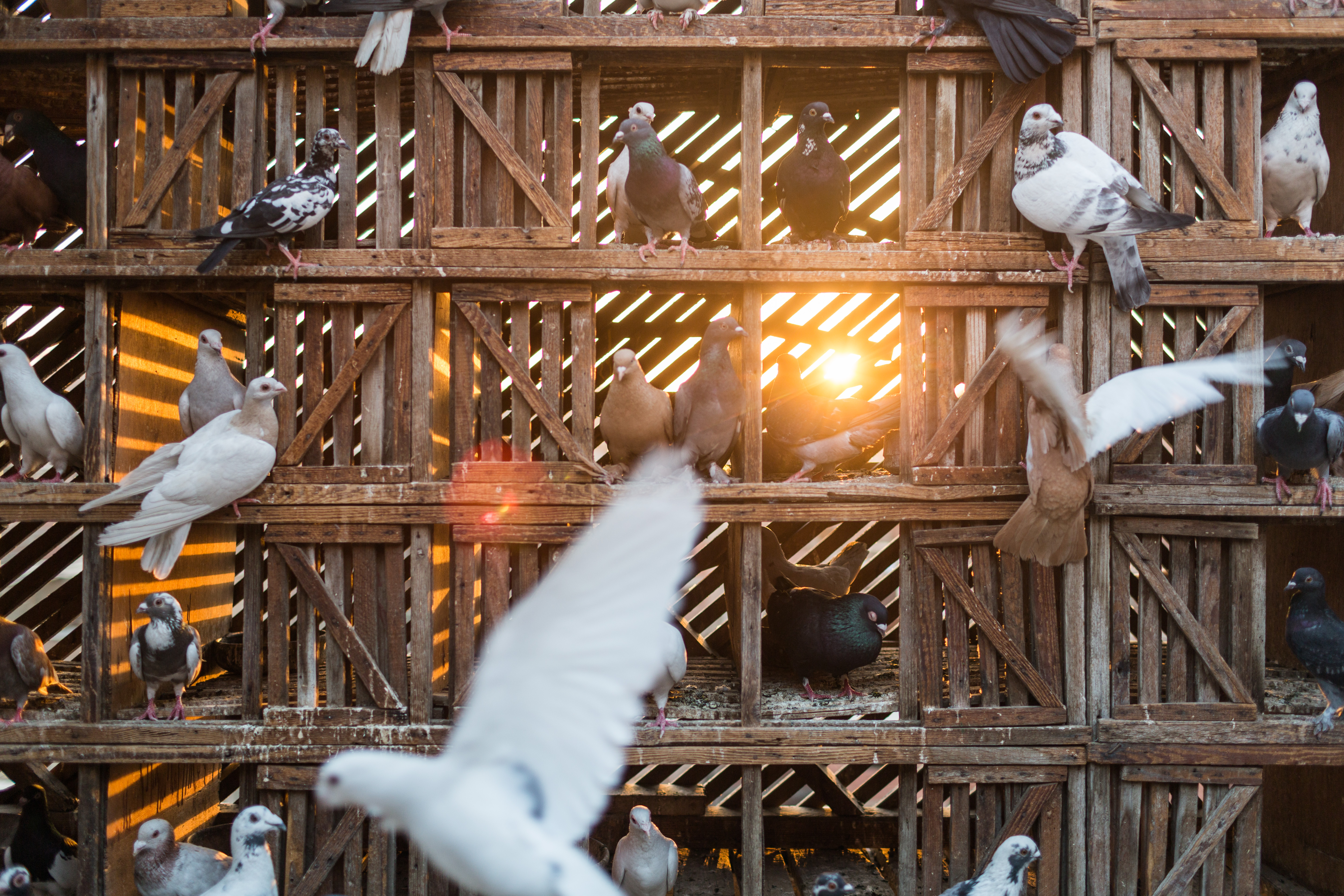 Pigeons fly in a coop above Manshaet Nasr. In the unregulated neighborhood of Manshaet Nasr many Christian's started family businessmen's of collecting and recycling Cairo's garbage in CAIRO, EGYPT on June 26.