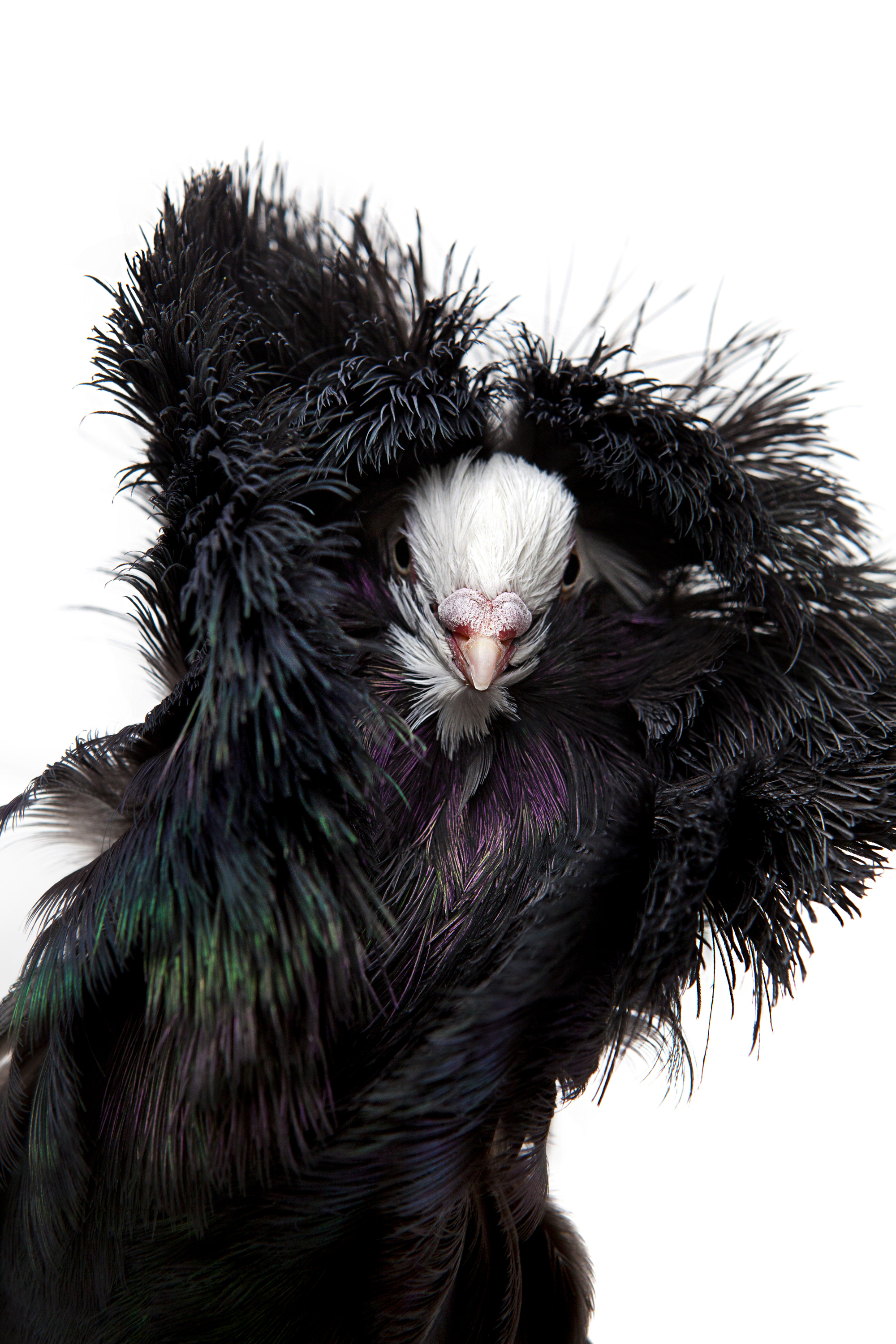 The Jacobin Pigeon, named after the Jacobin order of monks, is known for its feathered hood over its head. It has been bred with a hood so large that it can interfere with mating and they often require foster parents to raise their young.