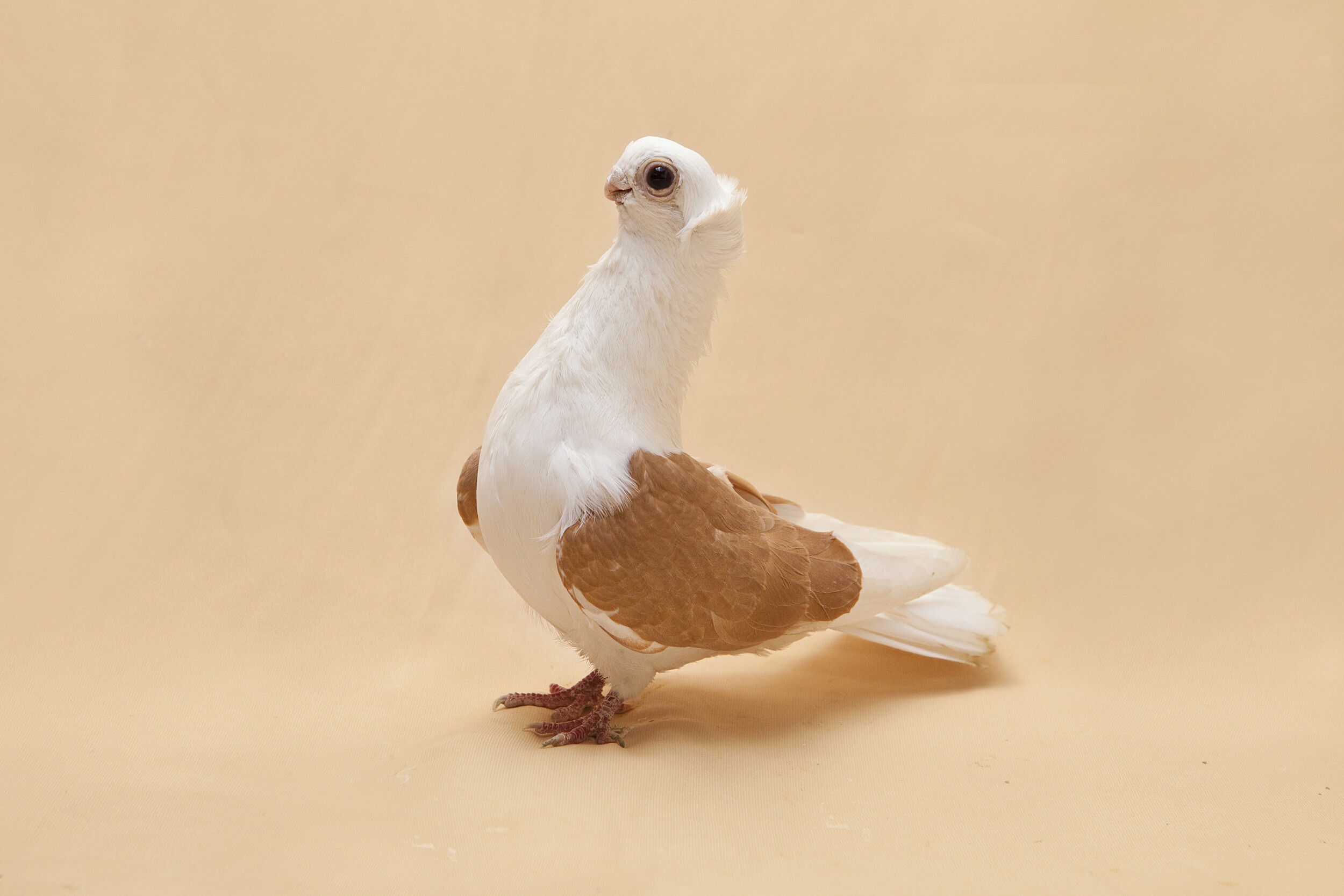 The Polish Owl is actually one of 52 breeds of Polish pigeons and is closely related to the Budapest Short Face. They are bred to be as small as possible and have a very precise posture, when taken to competitions they are scored based on how close they are to a recognized standard.