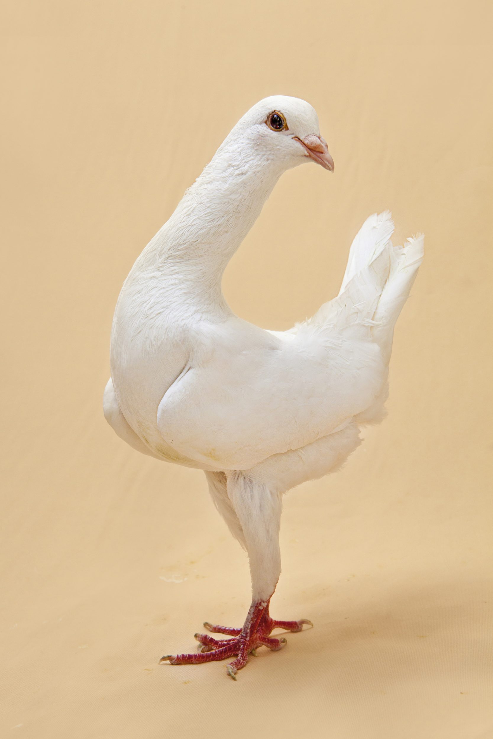 Fancy Pigeon Portraits Of Egyptian Pigeon Breeds David Degner