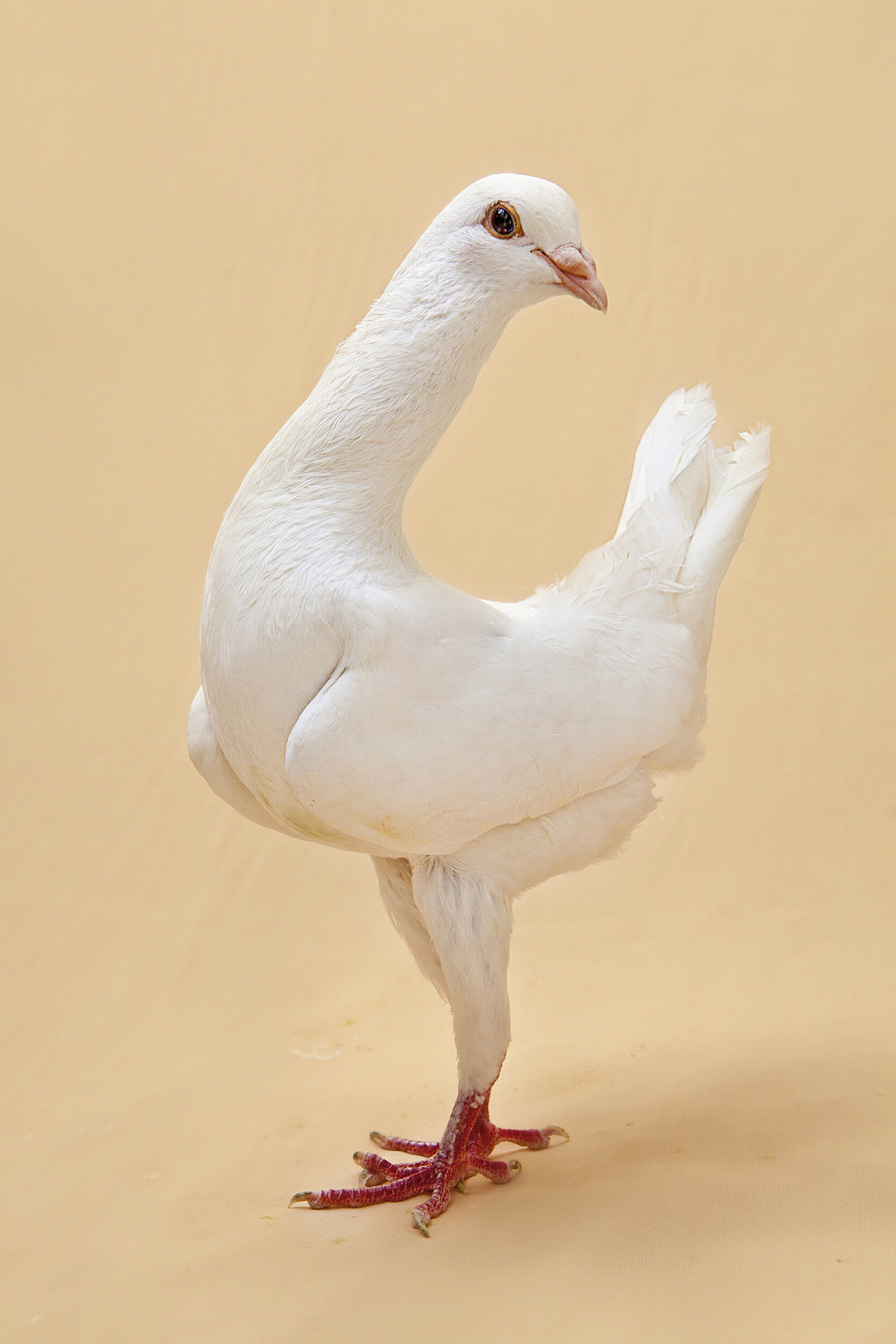 Fancy Pigeon: Maltese Pigeon - Maltese Pigeons originated in Northern Italy near Modena. Drawings of the birds of that period resemble the Dodo, which is now extinct. Since then, they have been bred for their long neck and legs and their boxy shape.
