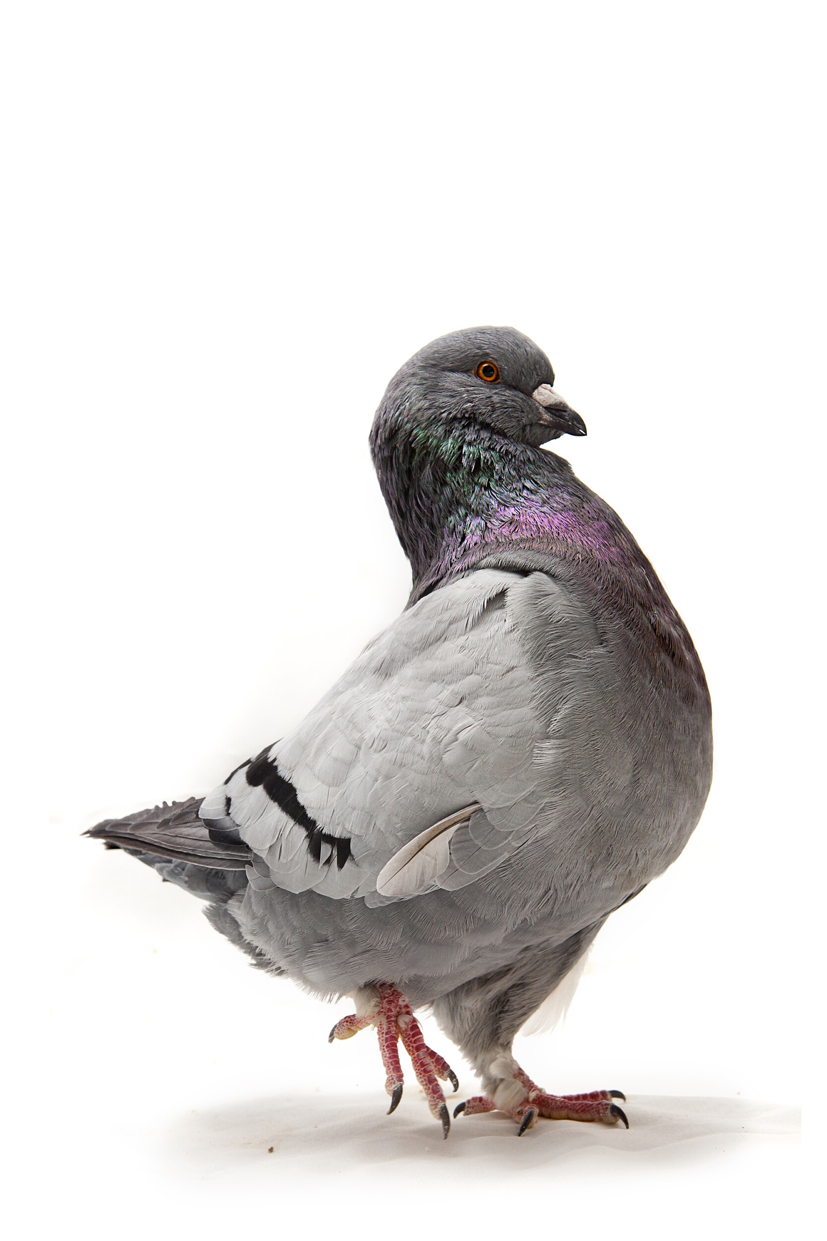 Fancy Pigeon: King Pigeon - The King pigeon is known for its large size. While there are a few show varieties, it is more suitable for eating and squab production. It is a breed that originated in the United States during the 1890s but is now used world-wide as a utility bird.