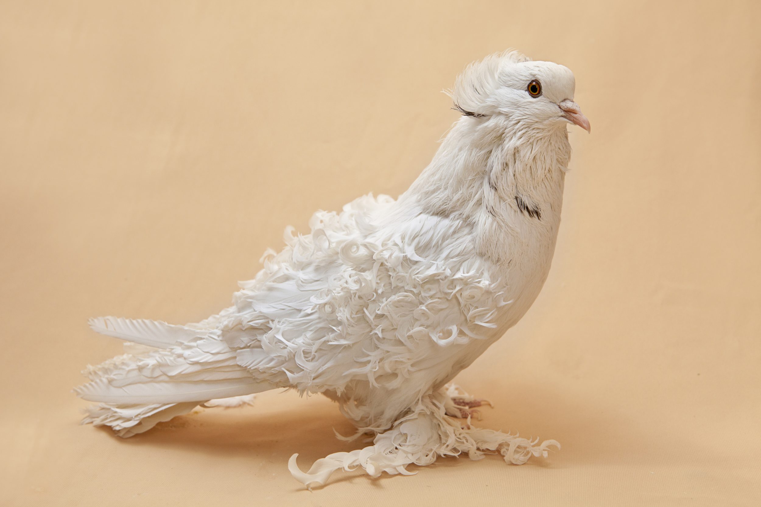 The Crested Frillback Pigeon has no clear country of origin but an explorer in 1757 Egypt saw pigeons in Cairo "on which each and every feather was twisted or turned round." Breading for to accentuate these traits, without introducing unwanted results, requires strategizing of coupling a few generations in the future.