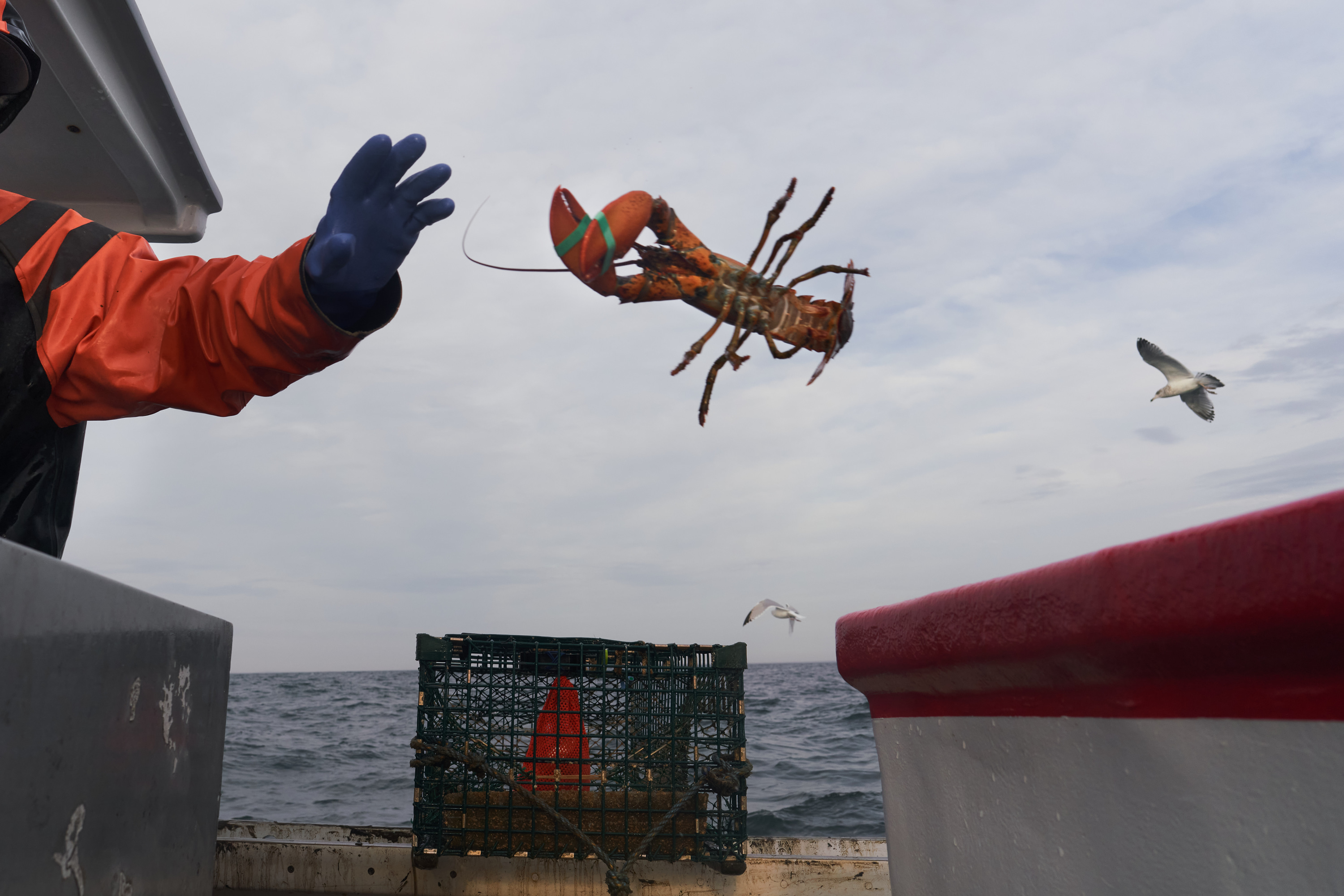 Sustainable Lobster Fishing ? David Degner