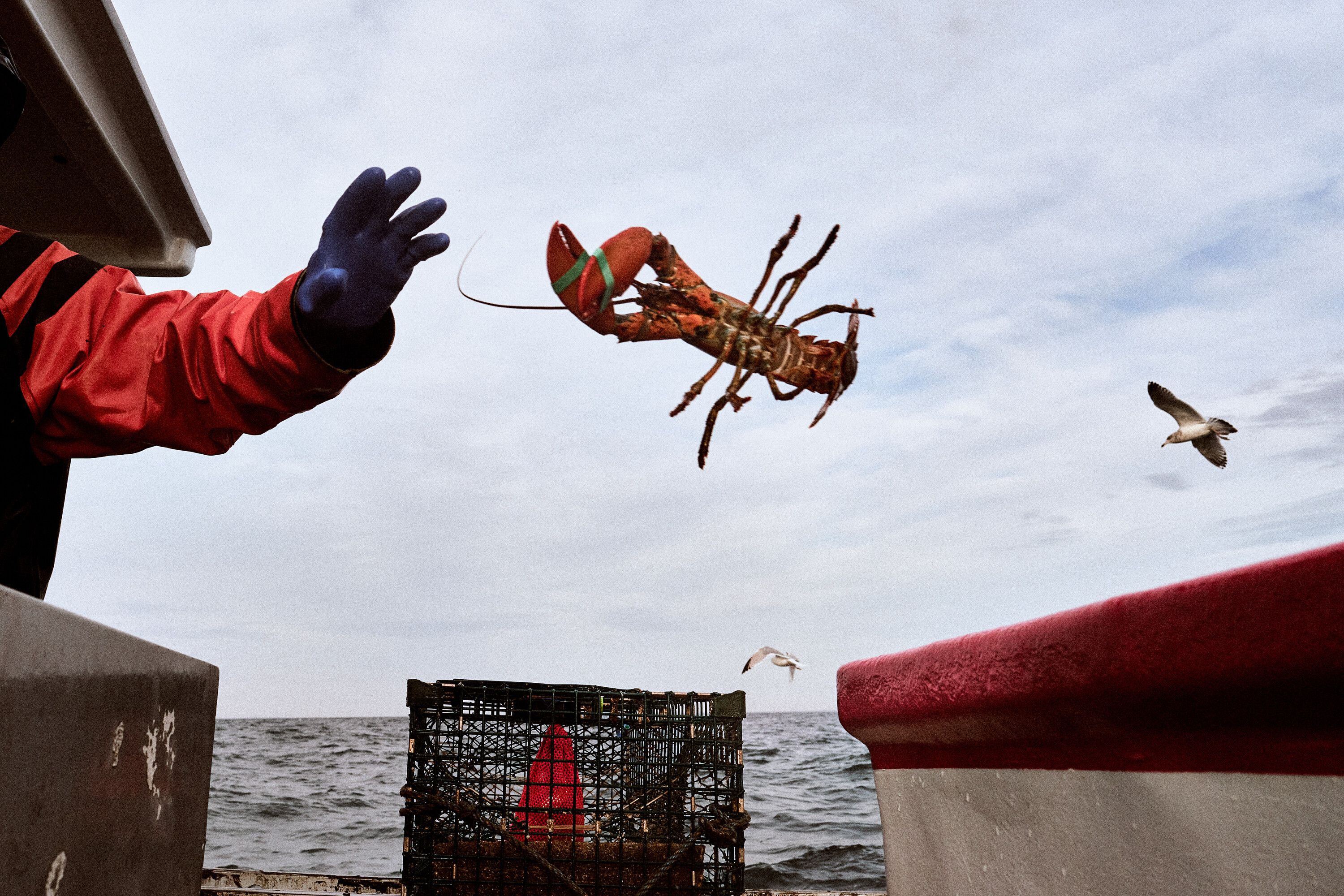 Sustainable Lobster Fishing? – David Degner