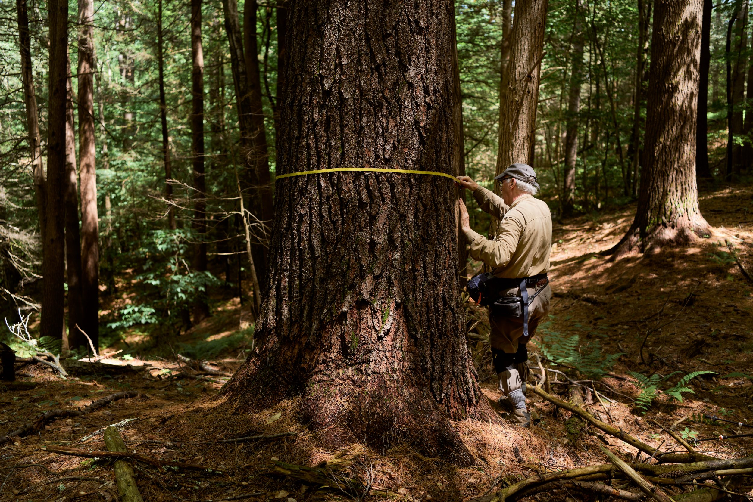 Robert Leverett measures a tall tree, by boston photographer, David Degner.