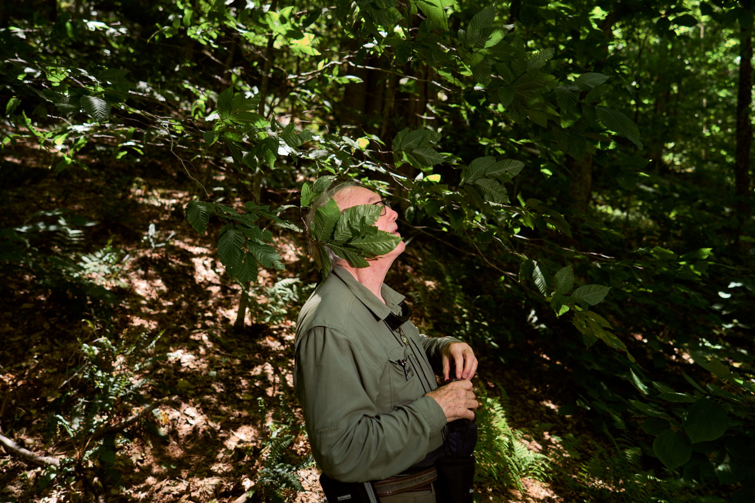 Robert Leverett backs into a tree to get a good angle for measuring a tall tree in Charlemont, Massachusetts. Robert Leverett and his wife Monica Jakuc Leverett walk through the old growth forests in Mohawk Trail State Forest.