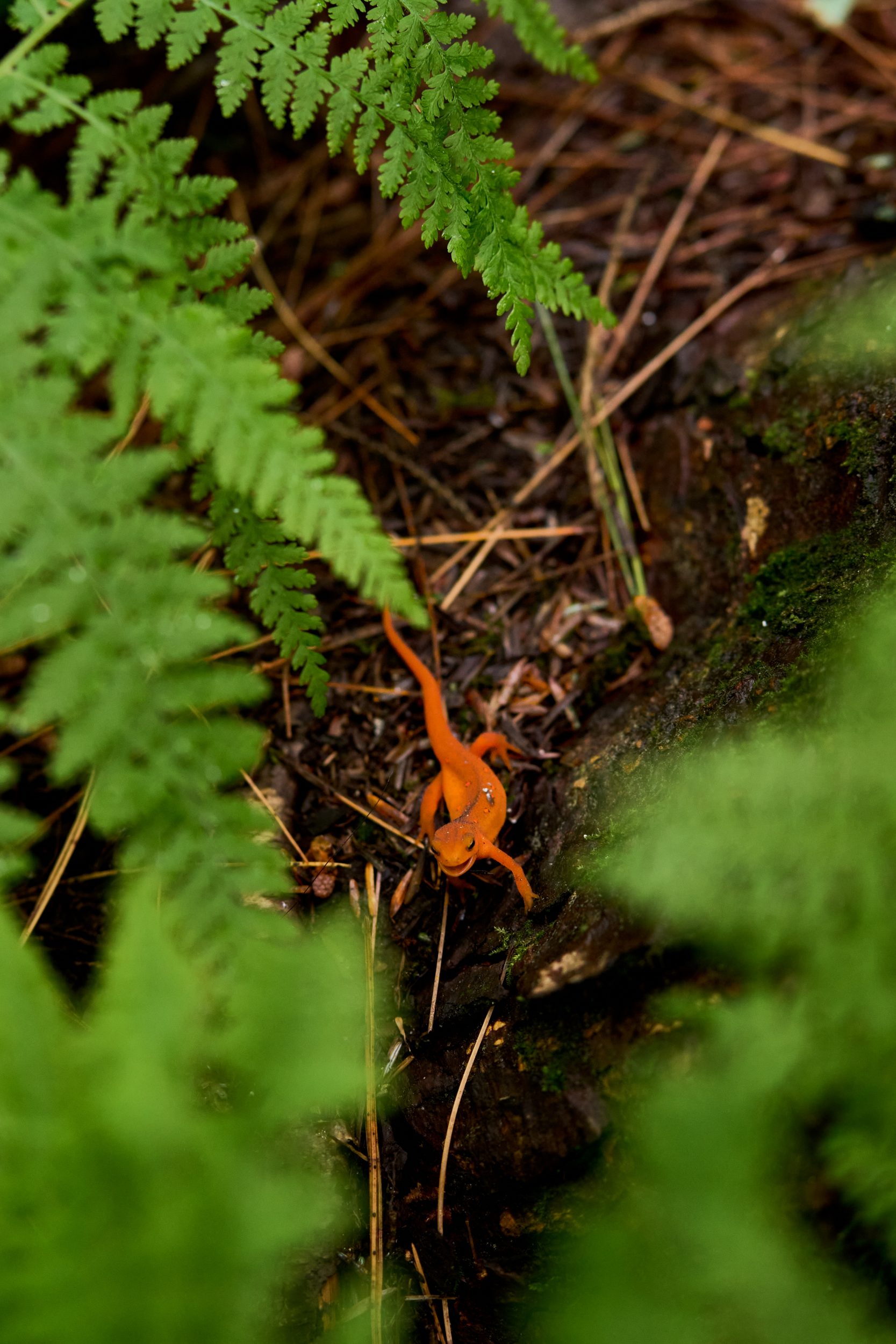 Eastern newt