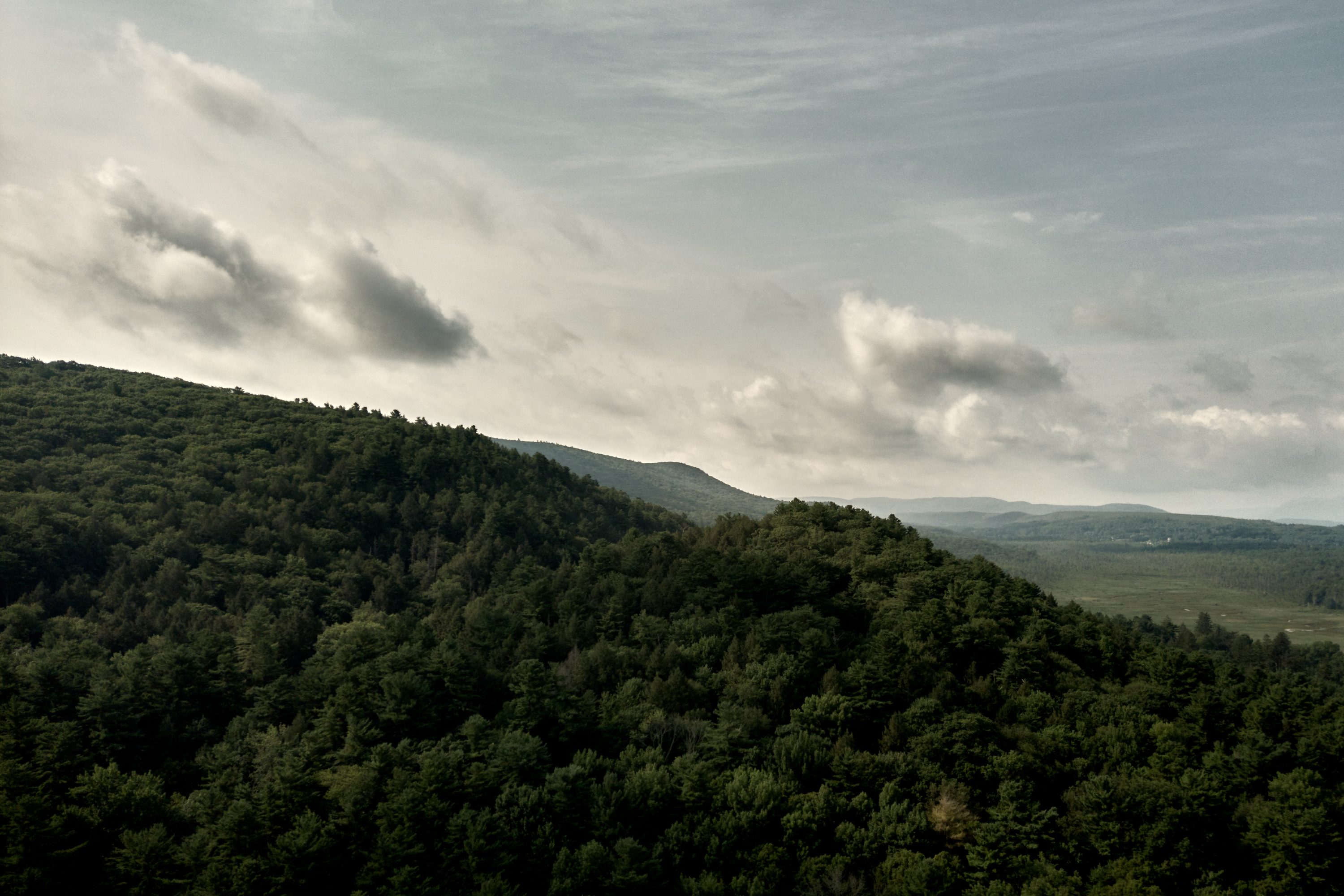 The Old Growth Forests of New England