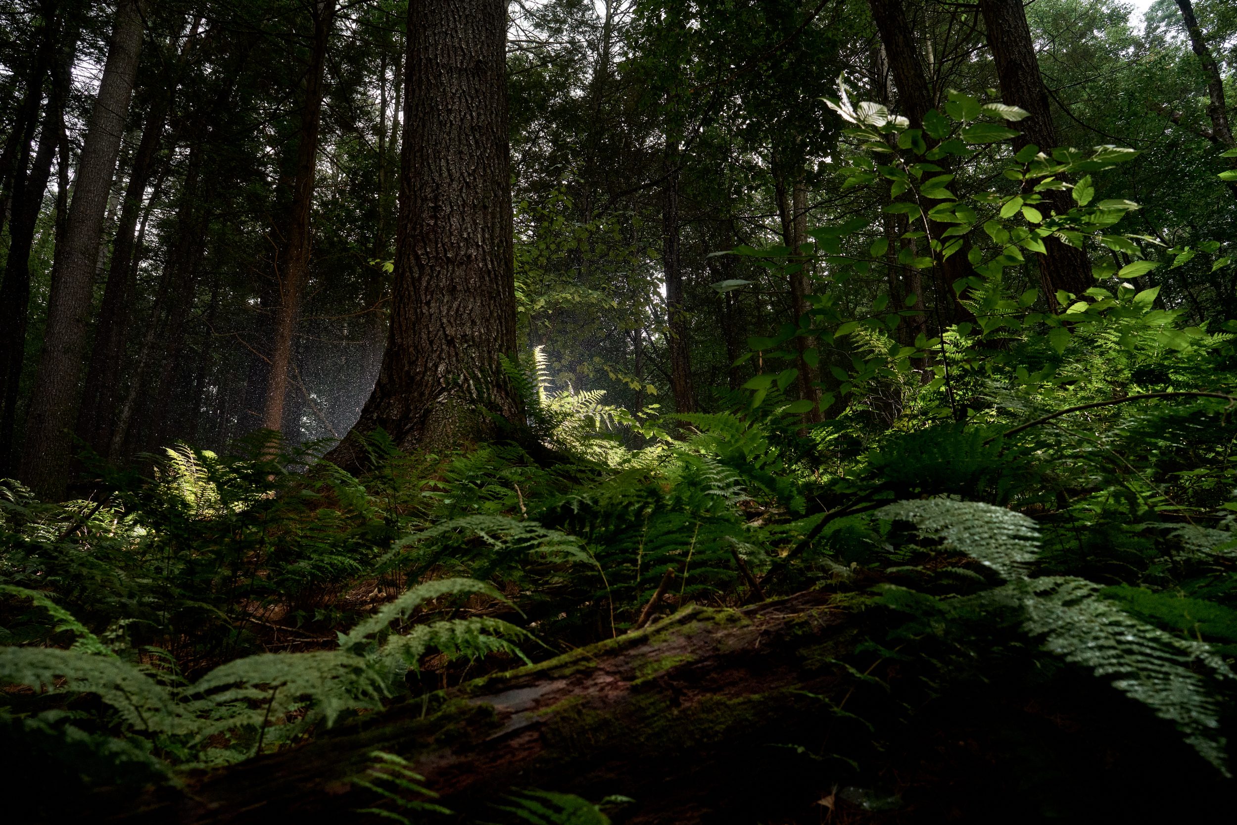 Jake Swamp Tree in Mohawk Trail State Forest