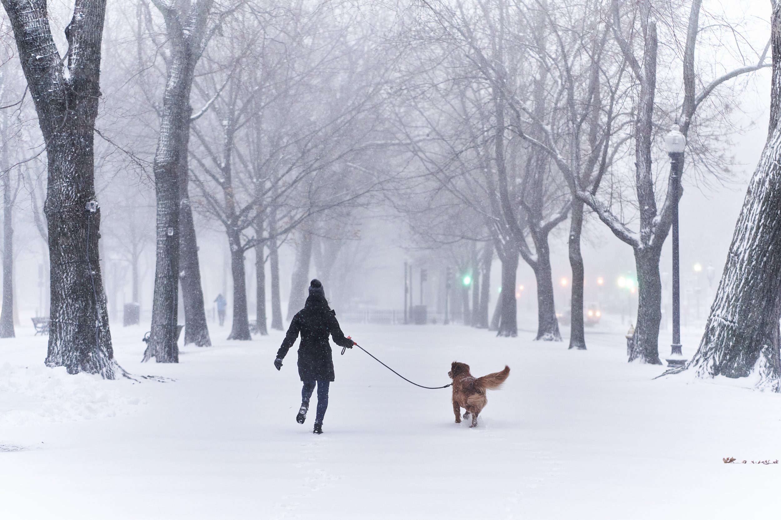 Marybeth Burke walks her dog Stella through Back Bay