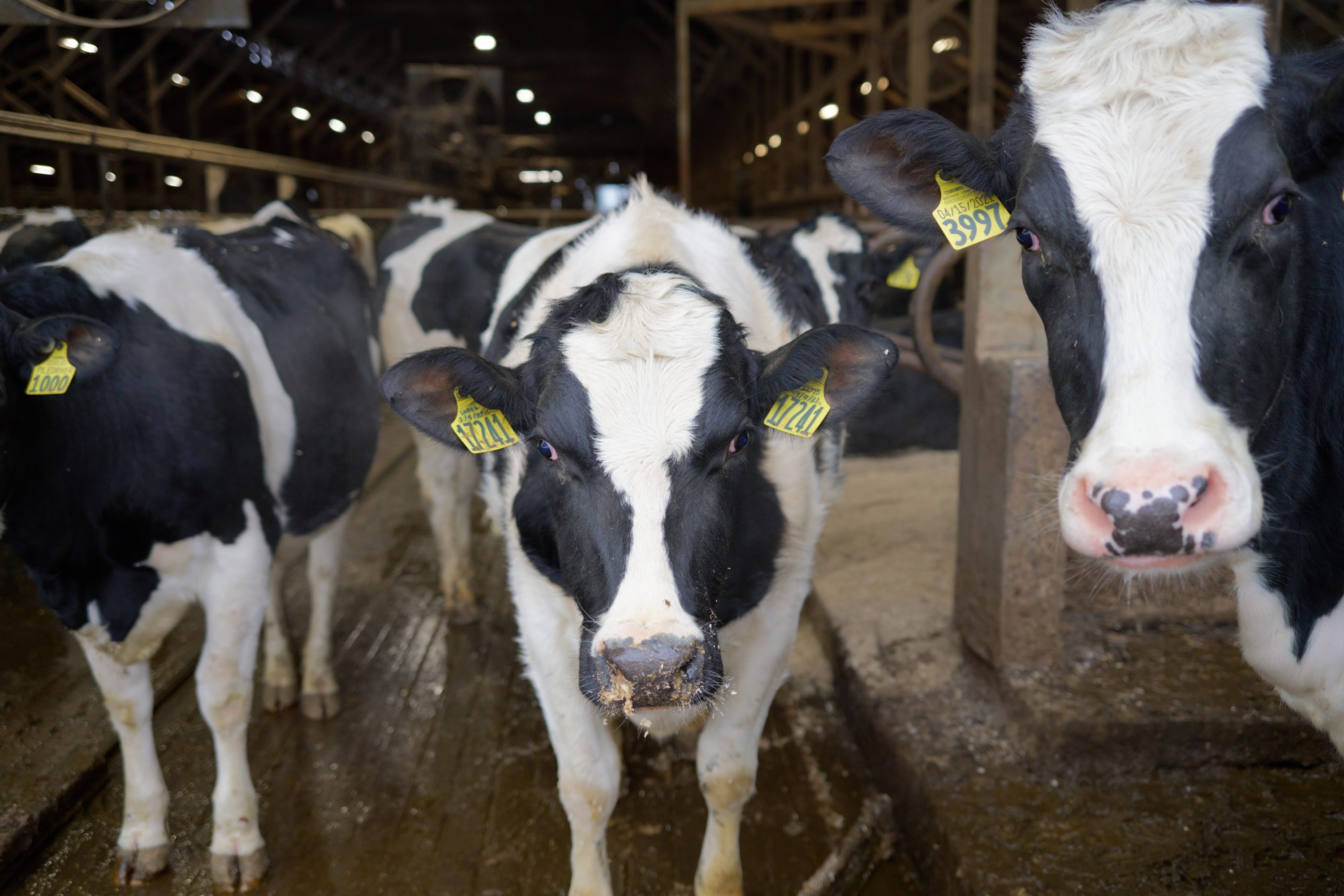 Manure Into Money