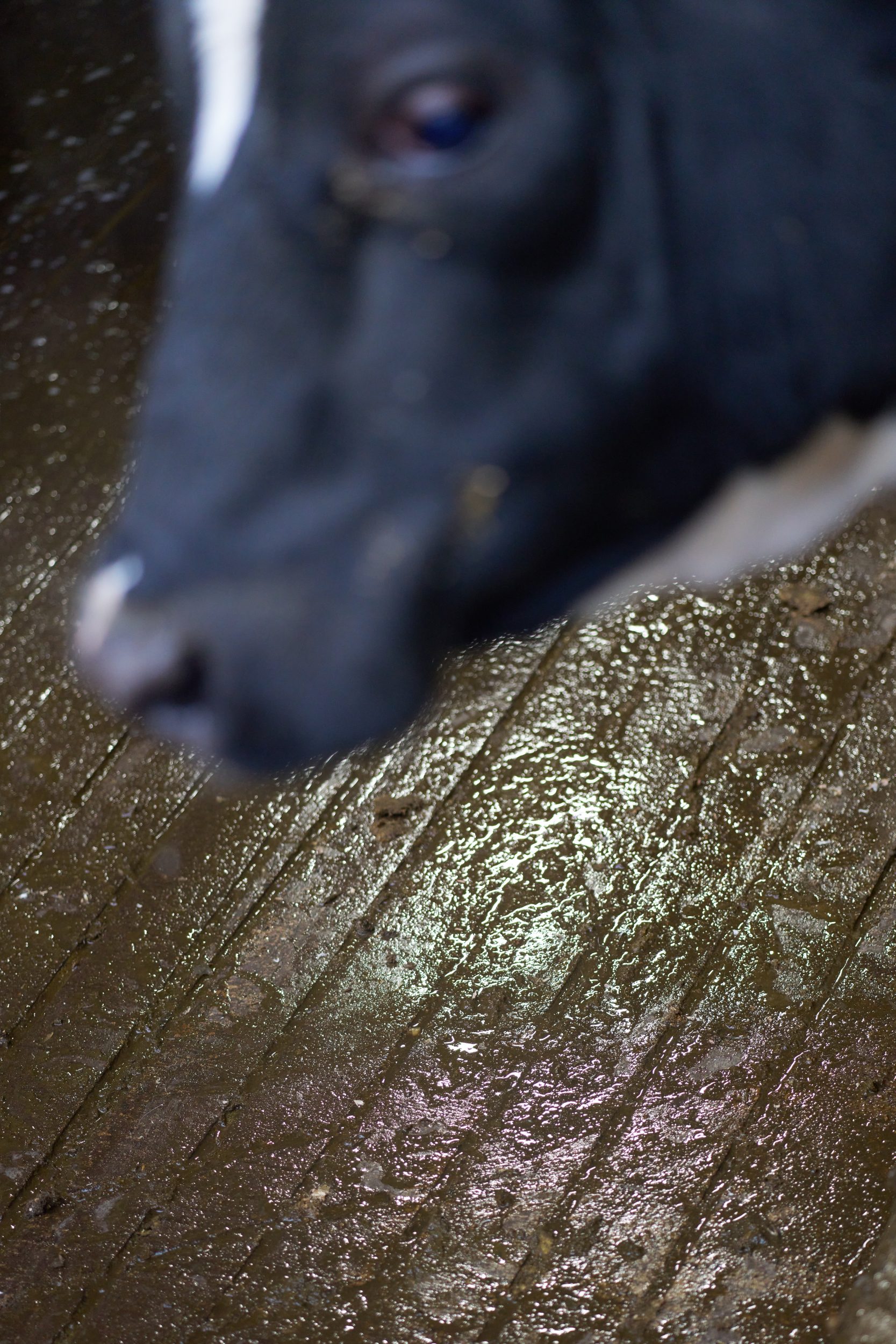 Manure gathers in the lowest part of the barn floor and is pushed towards a chute
