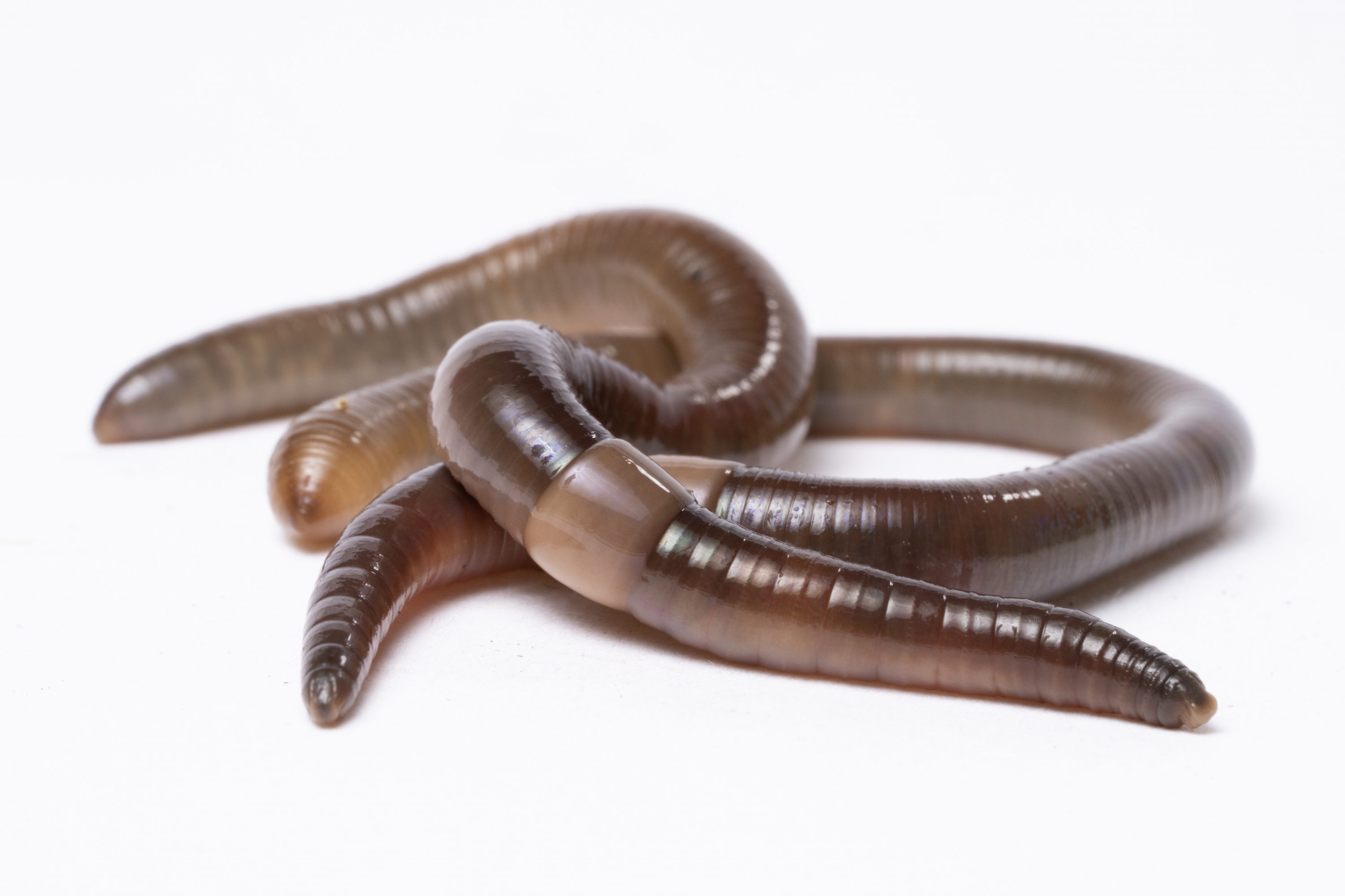 The Invasive Jumping Worm