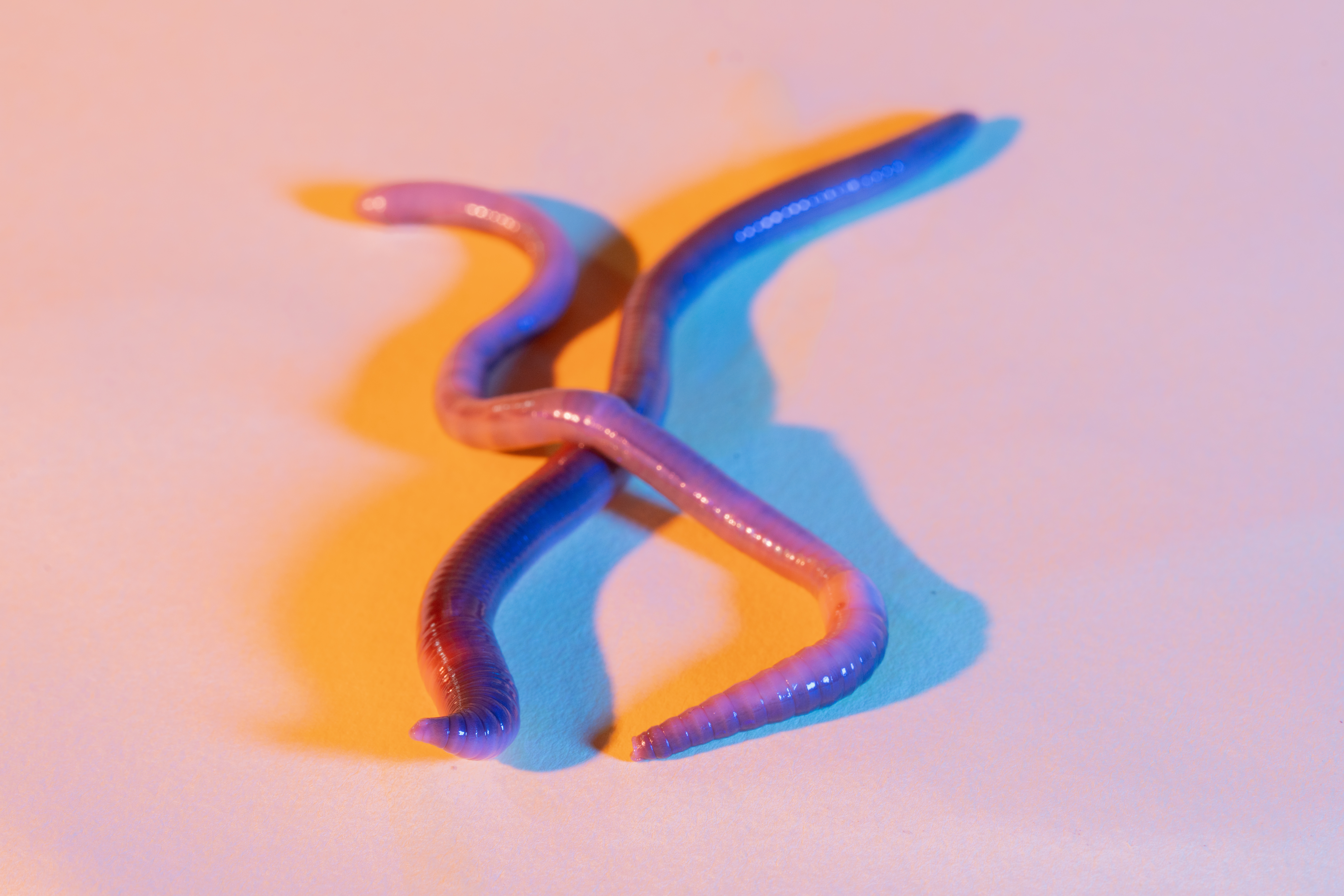 Colorful photo of an Asian jumping worm on August 18, 2023 in Somerville, Massachusetts. The Asian jumping worm, Amynthas agrestis, is an invasive species causing problems in New England. These worms, also known as crazy worms or Alabama jumpers, have a smooth, glossy, grey or brown body and engage in parthenogenetic reproduction. Their invasion disrupts native ecosystems and affects forest structure, understory vegetation, and nutrient cycling.