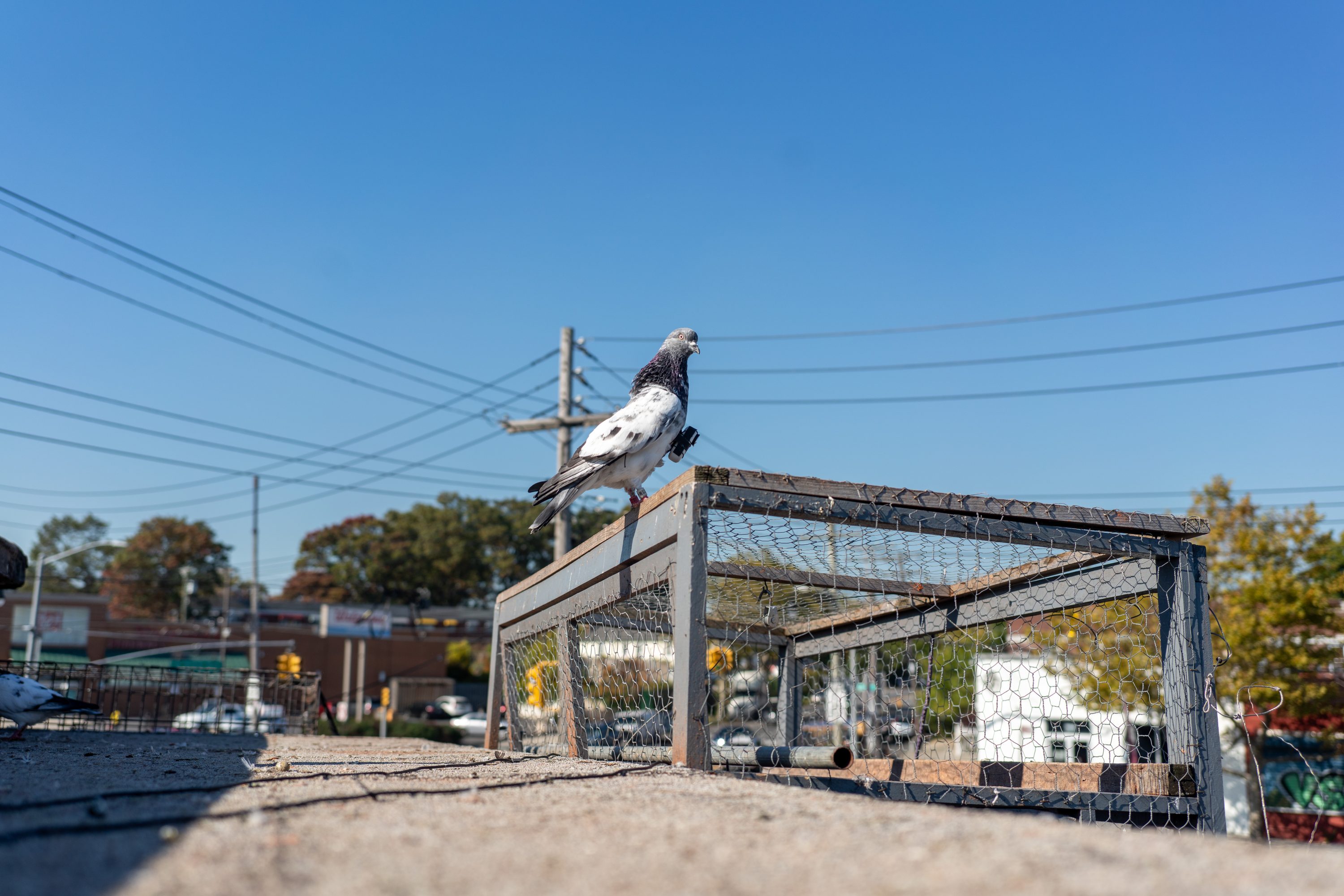 Capturing Avian Perspectives: Pigeon Photography