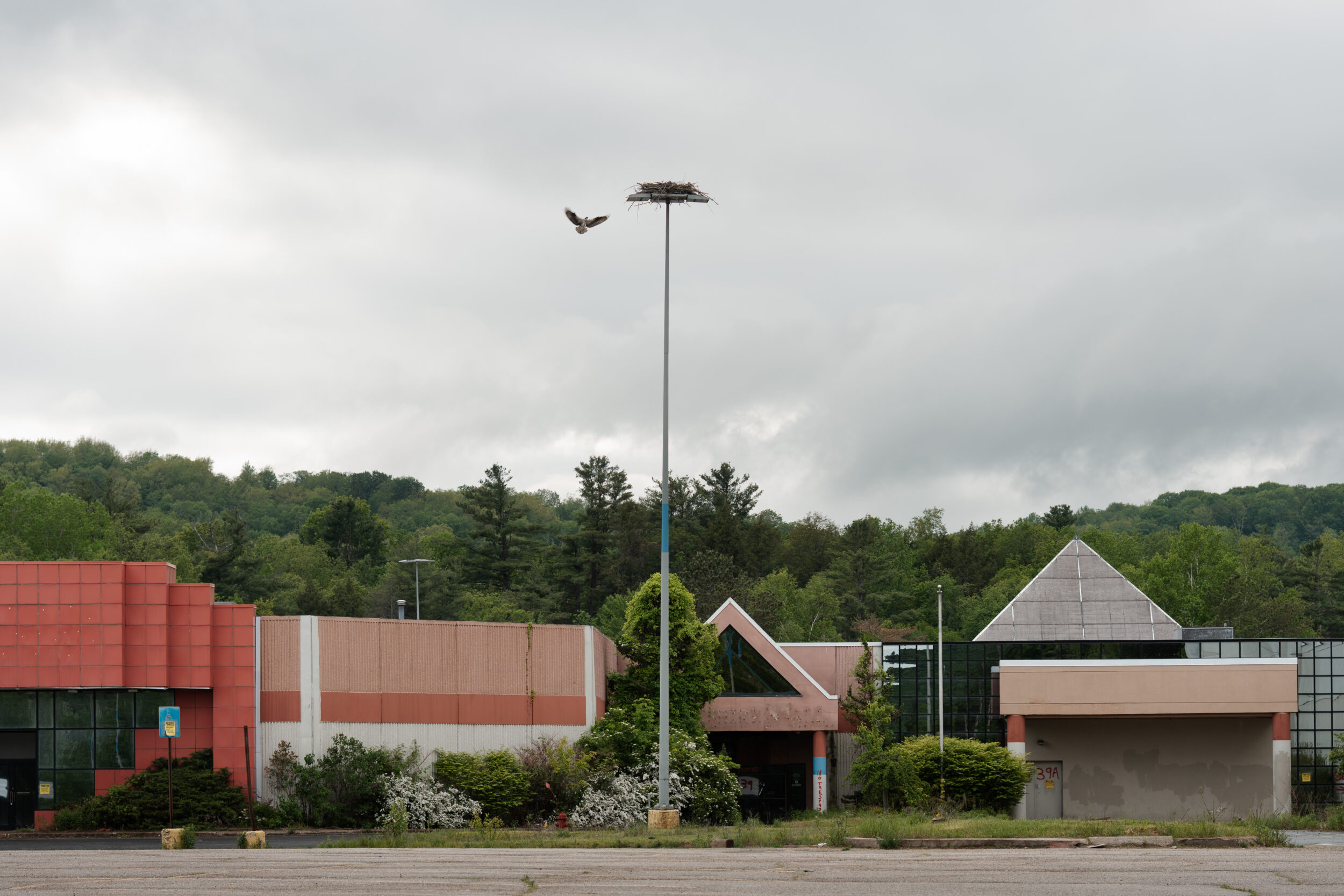 An osprey family has built a nest on a light pole outside the mall.