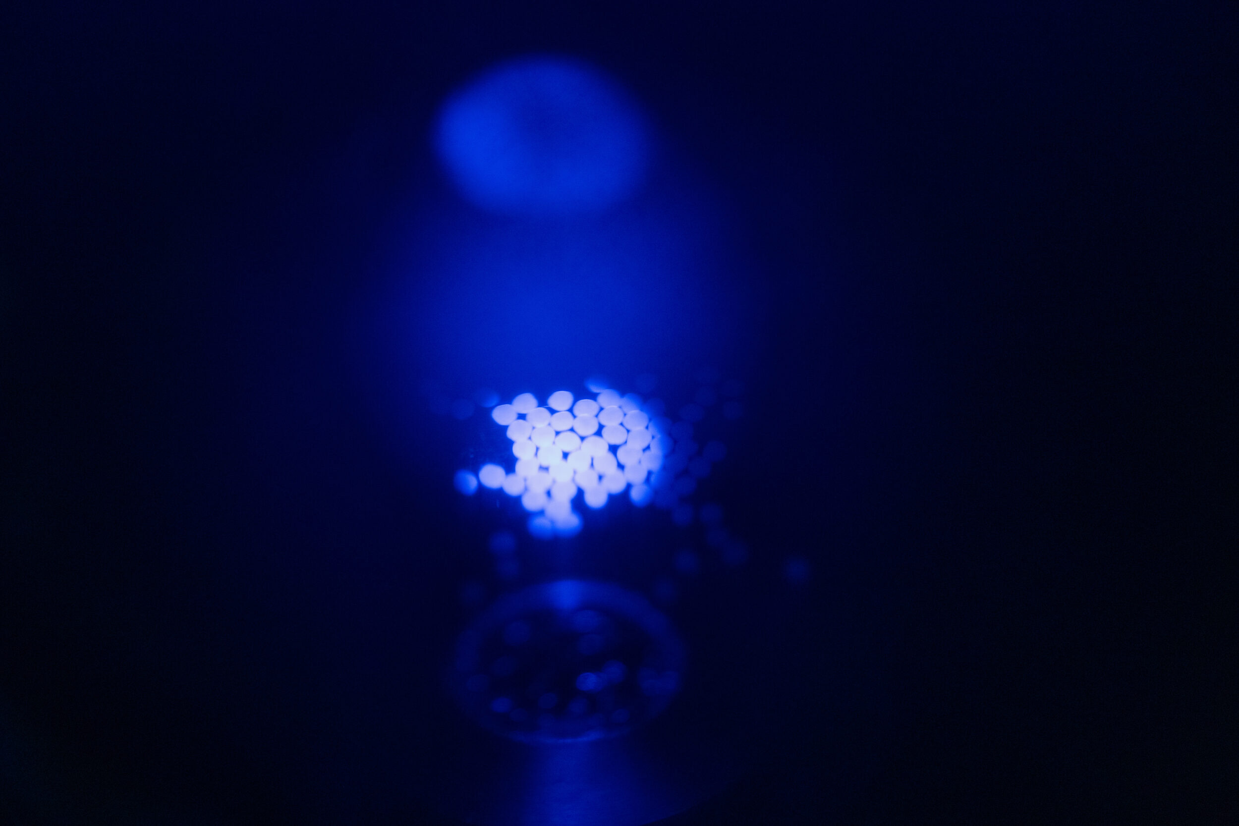 A cluster of organoids are lit under a microscope in Paola ArlottaÕs lab is researching how to create brain tissue organoids to help research on the brain.