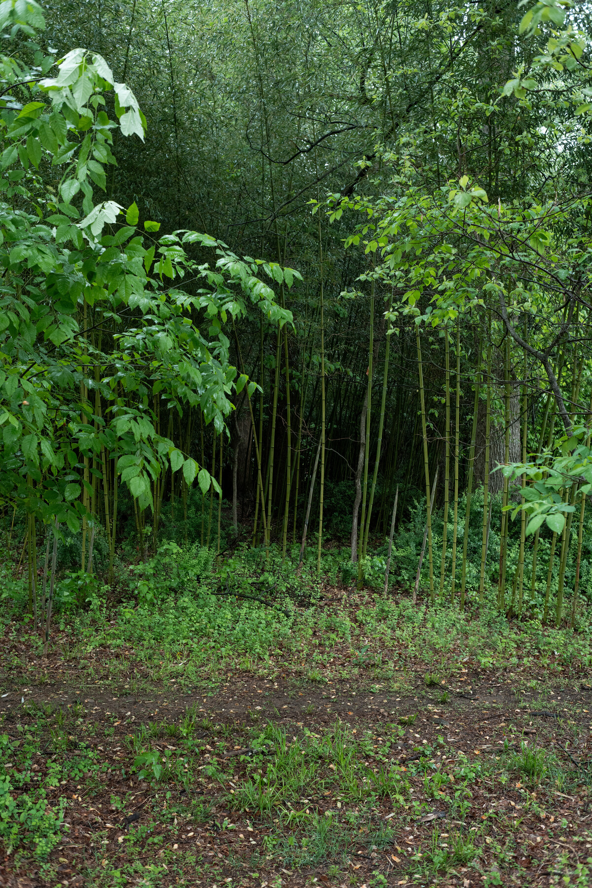 A stand of bamboo and leafy trees outside Stiles’s studio.